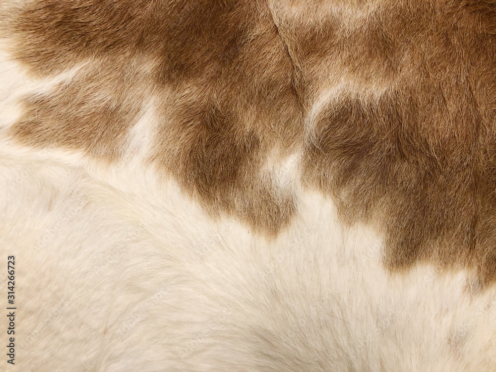 Obraz premium Fur cow leather texture background