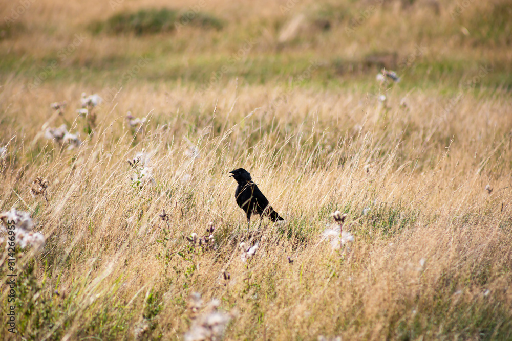 Black crow bird with open beak in dry grass field Black crow bird with open beak in dry grass field