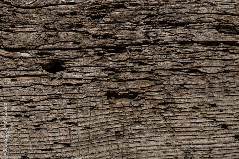 Fototapeta premium A very old shabby and battered wooden background with deep cuts from a knife and traces of blows from an ax. Damaged tree by insects. A wooden board lying under the sun, snow, rain and wind. 