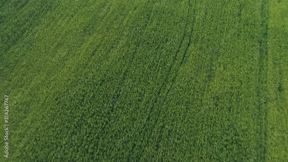 Aerial: Large Hemp Marijuana Field Drone Fly-Over Aerial: Large Hemp Marijuana Field Drone Fly-Over