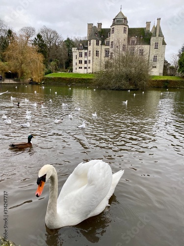 Cygne au château des Ravalet - Cotentin - Normandie - France photo