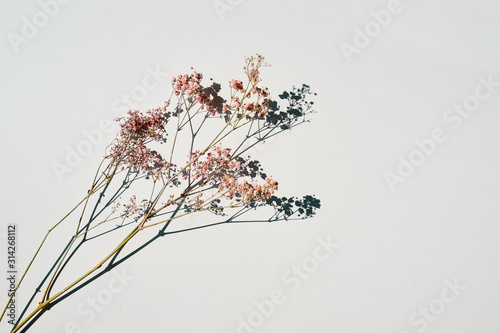 Fototapeta Naklejka Na Ścianę i Meble -  Dried wild flowers on white table background top view.