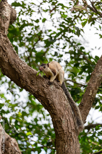 Fototapeta Naklejka Na Ścianę i Meble -  Yala National Park squirrel