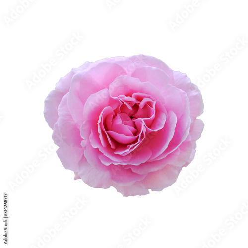 Pink rose blossom on white background. with clipping path.