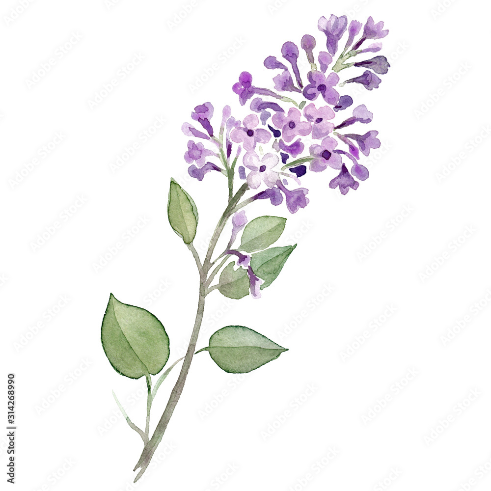 Flieder Lilac Blume violett lila Aquarell