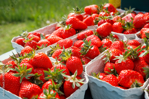 Local freshly harvested strawberries  for sale in Rothenburg ob der Tauber Bavaria Germany