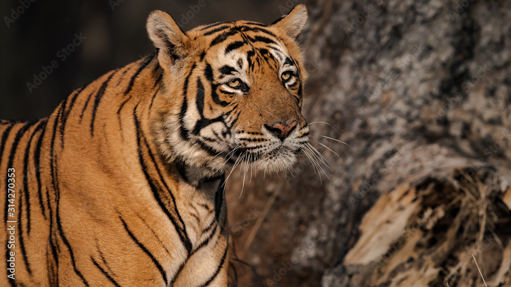 Naklejka premium Tiger Portrait