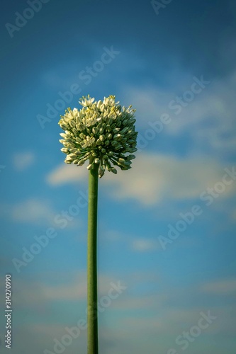 plant on blue sky