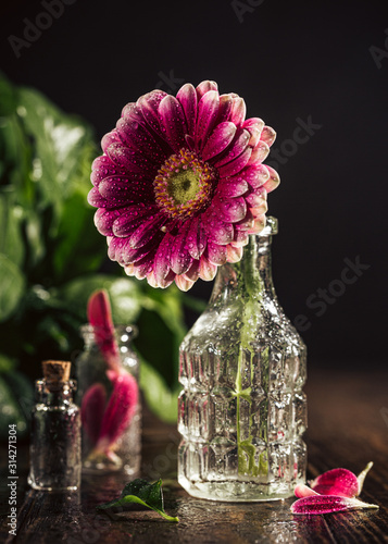 Gerbera pink flower in glaas vase with water drops. Floral valentine greeting card concept. Retro style toned.