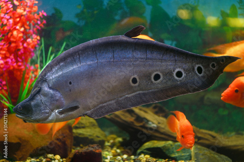Fish. Knifefish. Big fish knife-read ocular swims in aquarium photo