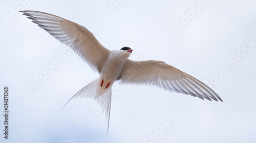Arctic tern flying close showing his wings and plumage