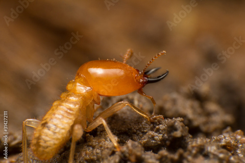 Close up termite soldiers