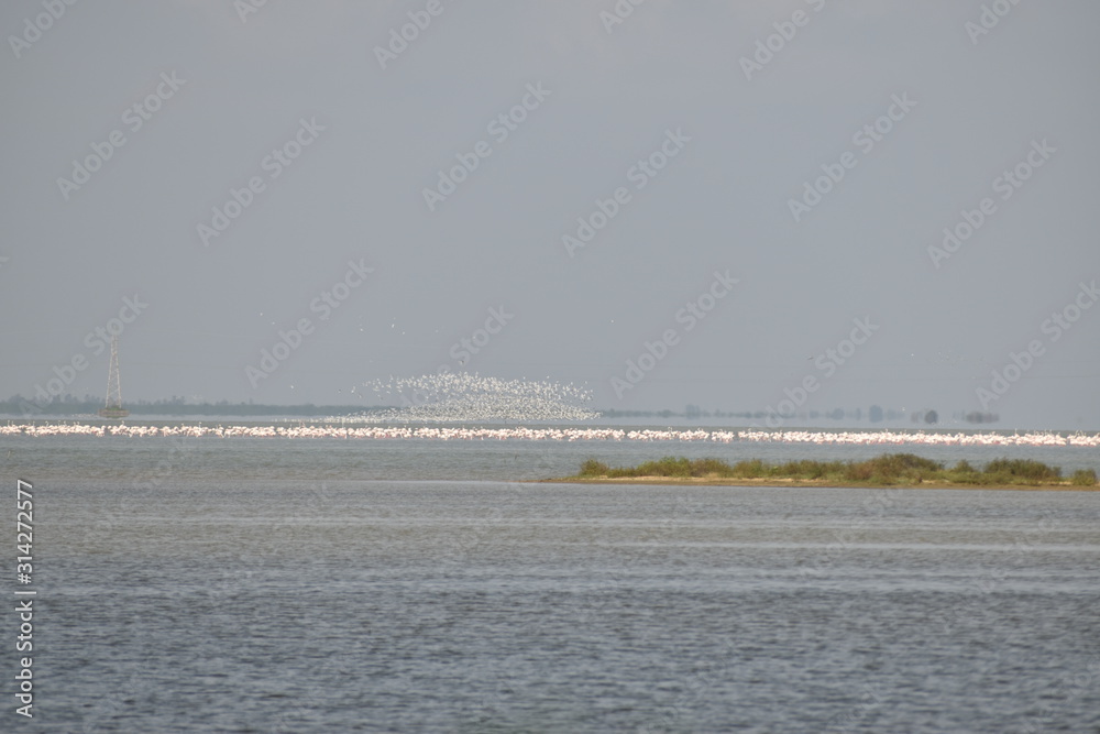 A large Group of Greater Flamingo bird standing on pulicat lake for searching of food.