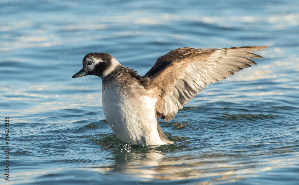 Fototapeta premium Long Tailed Duck Female Swimming