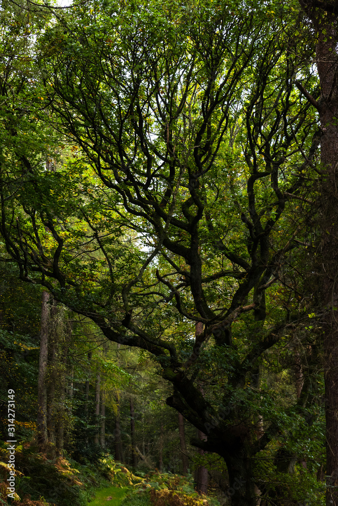 tree in the forest tree in the forest