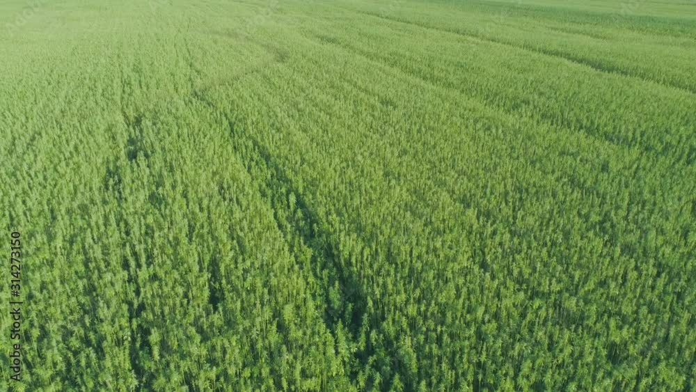 Aerial: Large Hemp Marijuana Field Drone Fly-Over Aerial: Large Hemp Marijuana Field Drone Fly-Over