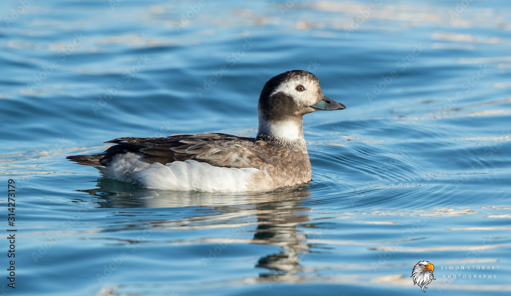 Long Tailed Duck Female Swimming