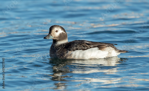 Long Tailed Duck Female Swimming