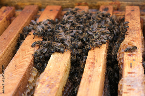 How bees winter in the hive. Overview of bee hive in winter. Wintering bees.