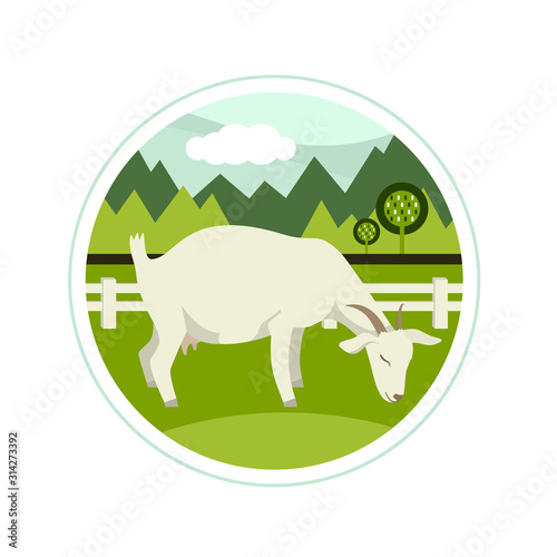 Farming today A White goat grazing on a green meadow Vector illustration