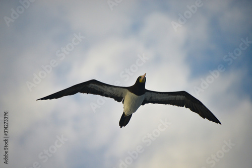 Sea gull flying in the sky in the Atlantic ocean.