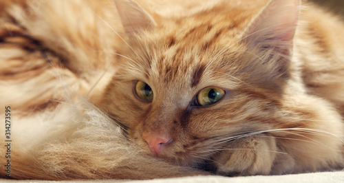Ginger fluffy cat is dozing of