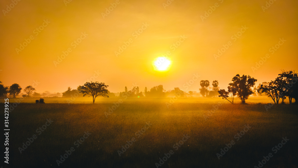 Yellow light sunrise in the morning and fog at the Rice field
