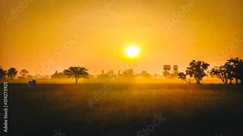 Yellow light sunrise in the morning and fog at the Rice field