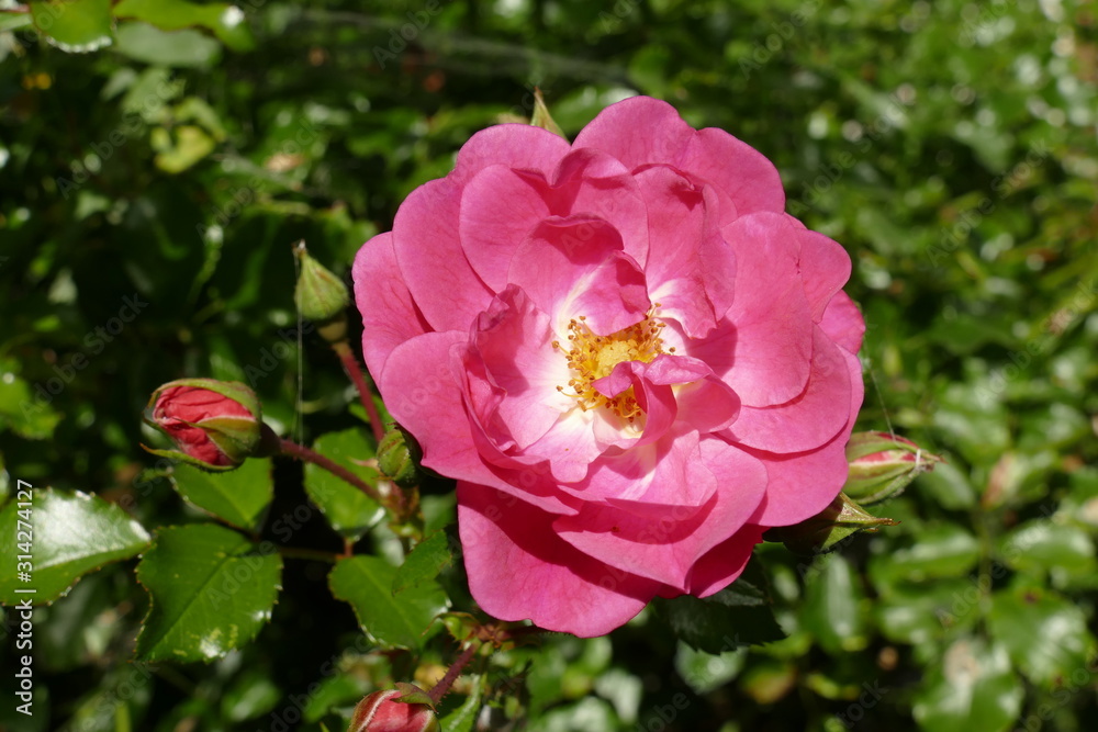 Rosa Rosen, dunkler Hintergrund, Deutschland Rosa Rosen, dunkler Hintergrund, Deutschland