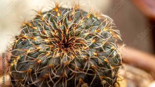 Closeup of beautiful Haworthia, that can be placed indoor as houseplant photo