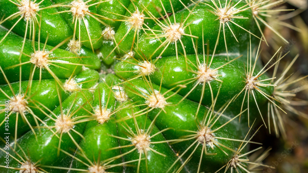 Closeup of green cactus with yellow spikes Closeup of green cactus with yellow spikes