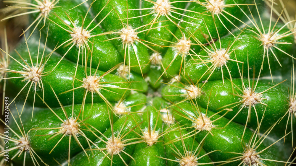 Closeup of green cactus with yellow spikes Closeup of green cactus with yellow spikes