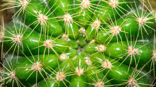 Closeup of green cactus with yellow spikes