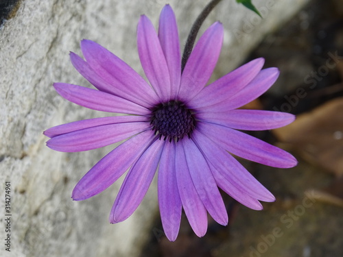 Flowers in the Algarve