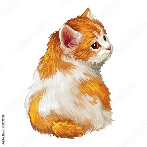 Cuadro en lienzo Cymric or Longhair Manx cat isolated on white