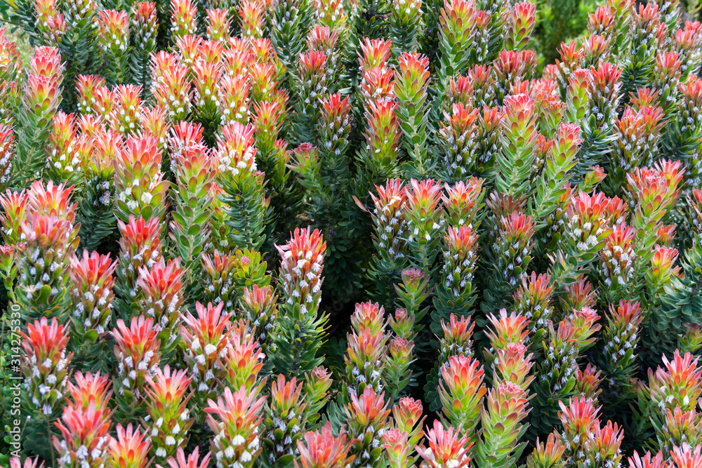 flowers in the garden flowers in the garden