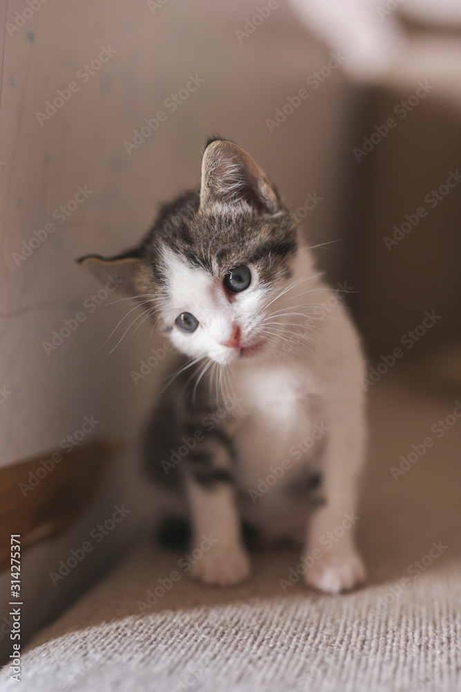 Beautiful kitten sitting on sofa