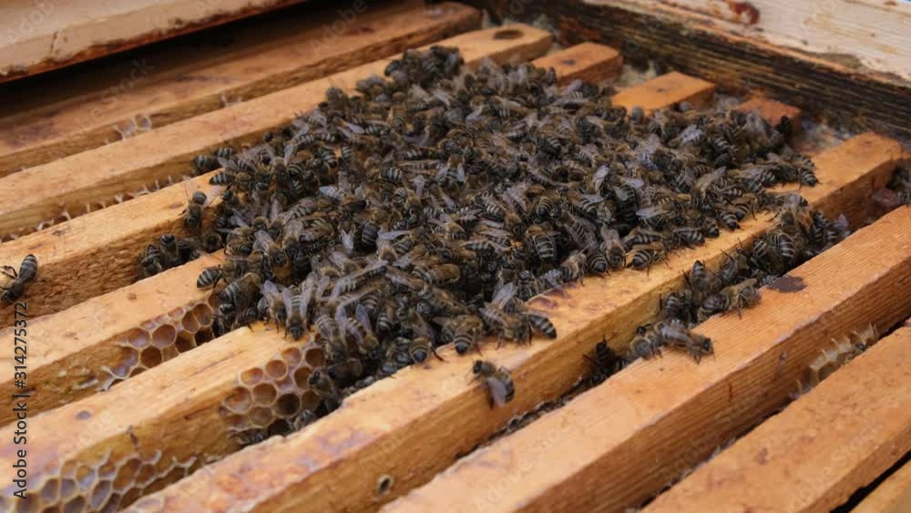 How bees winter in the hive. Overview of bee hive in winter. Wintering bees. How bees winter in the hive. Overview of bee hive in winter. Wintering bees.