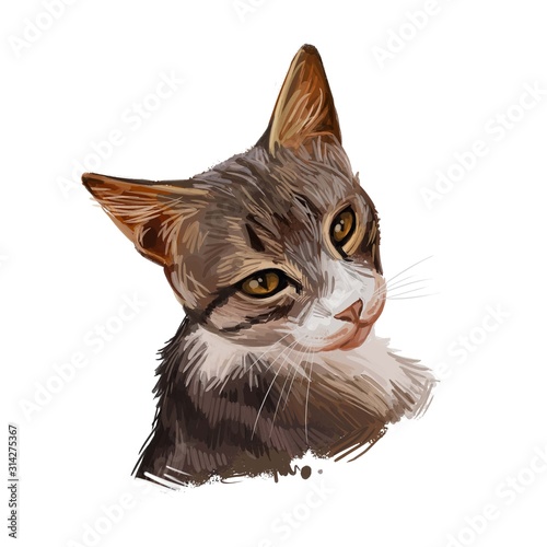 Obraz na plátne Dragon Li or Chinese, China Li Hua cat isolated on white