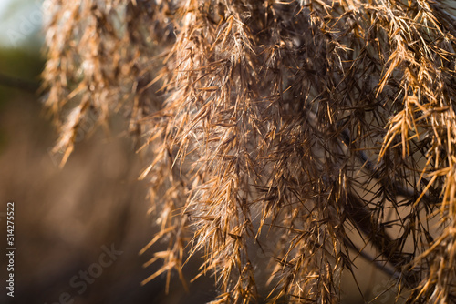 Close up of reed seeds in sunlight, simple photo of reed seeds