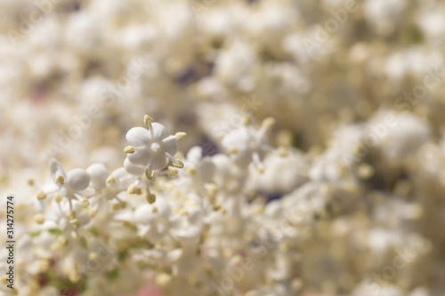 Elder white flowers close up