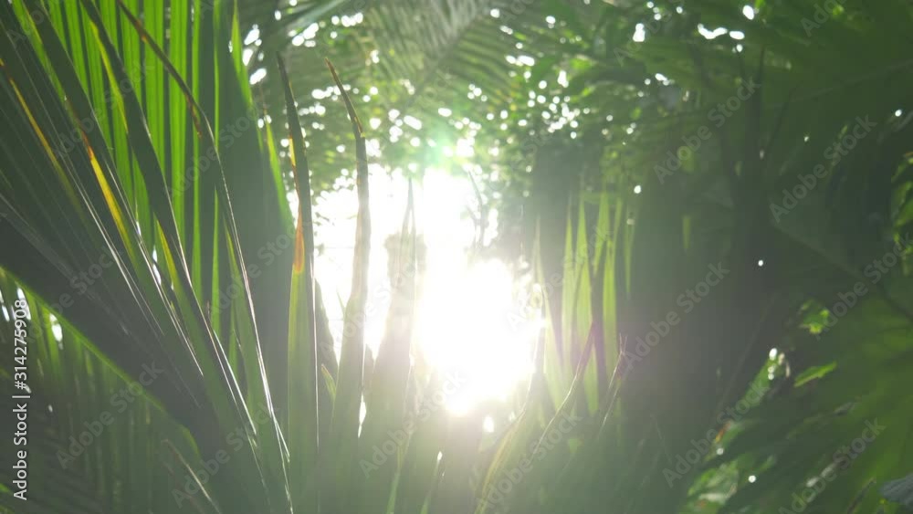 Looking Into Sun Through Palm Tree Leaves, Jungle Environment, Amazing