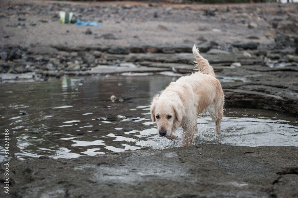 cute golden retriever dog plays with water on the coast of the Atlantic Ocean in Tenerife cute golden retriever dog plays with water on the coast of the Atlantic Ocean in Tenerife