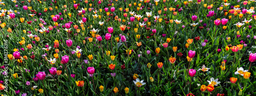 One of the world's largest flower gardens in Lisse, the Netherlands. Close up of blooming flowerbeds of tulips, banner size