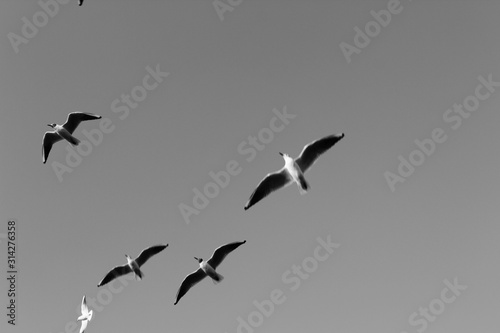 flock of seagulls flying in the sky
