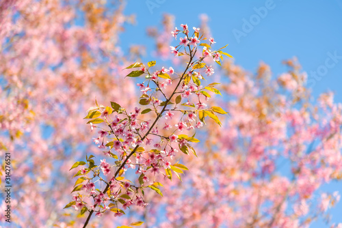 Closeup of Wild Himalayan Cherry (Prunus cerasoides) or thai sakura flower