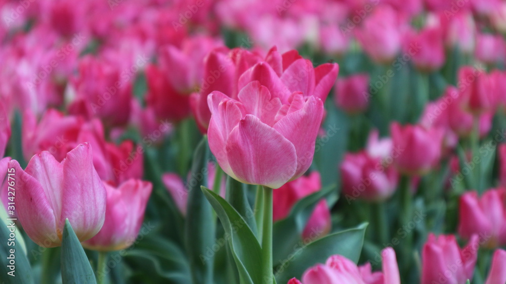 Flower garden Lily flower In Thailand, Chiang Rai Province In the 16th beautiful flower fair