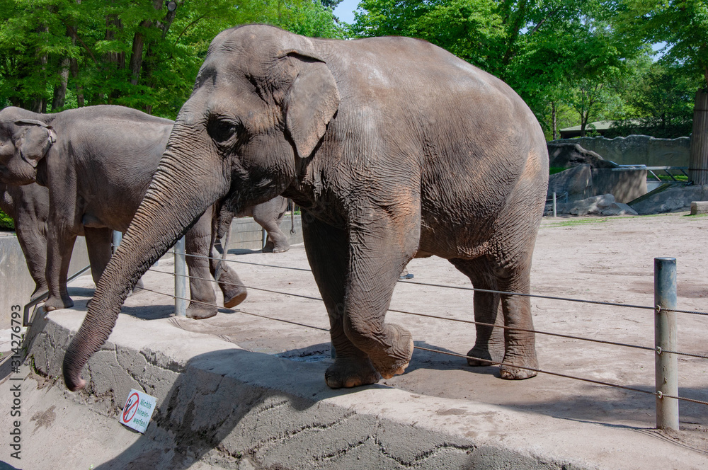 Fototapeta premium An elephant reaching to the people