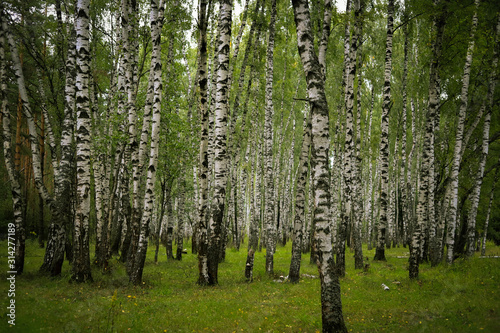 Fototapeta Naklejka Na Ścianę i Meble -  beautiful birch grove in summer