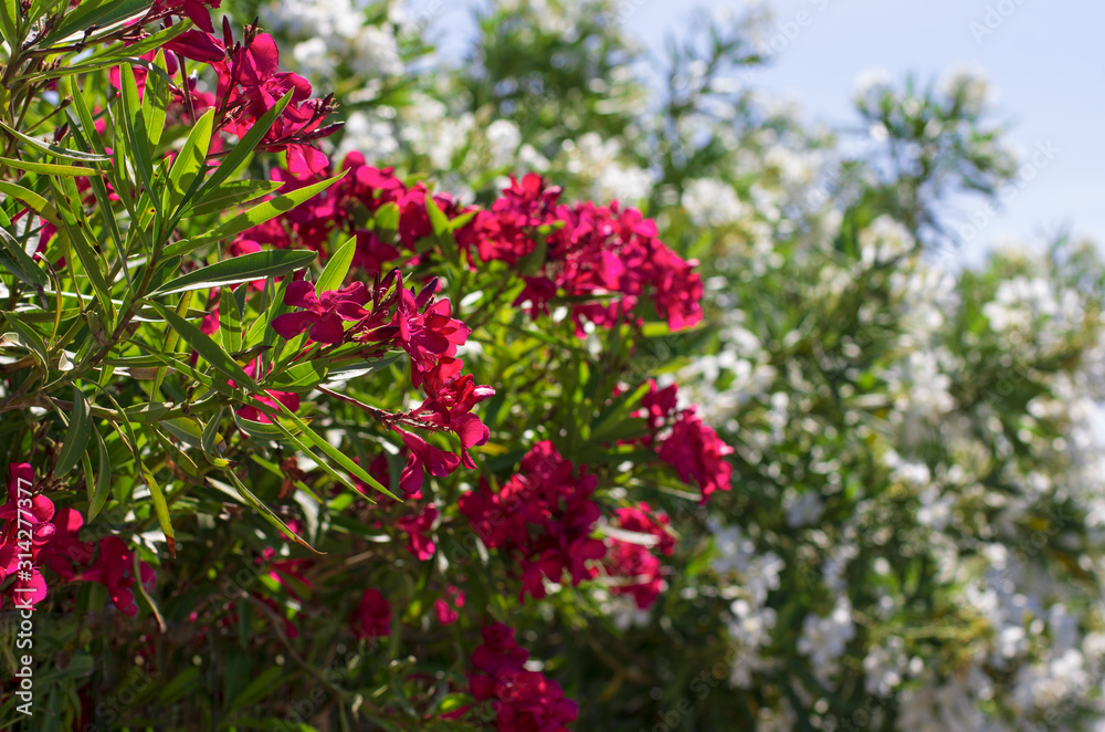 Luxuriously blooming oleander bush with red petals on a spring day